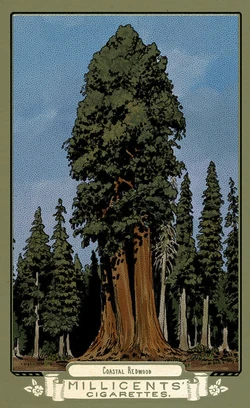 Flora of America Card Set | Red Dead Wiki