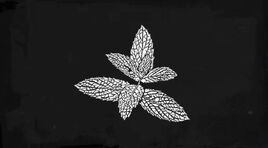 Wild-Mint drawing