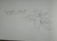Arthur's drawing of Wild Mint