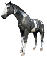 Javier's horse, Boaz