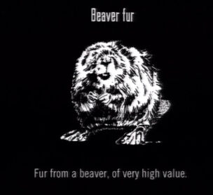 Animals Beaver Fur