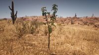 Blackcurrant near Tumbleweed