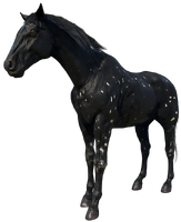 The Black Snowflake Appaloosa, there is only one which is ridden by Lee during "Where Your Morals Lead You"