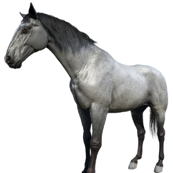 Mounts in Redemption 2