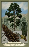 Flora of America Card Set | Red Dead Wiki | Fandom