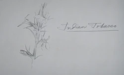 Indian Tobacco | Red Dead Wiki