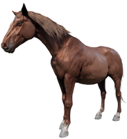 The Pregnant Chestnut Tennessee Walker from "Fatherhood, For Beginners"