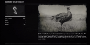 Eastern wild turkey profile