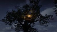 Tree House at night