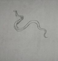 John's drawing of a Cottonmouth Water Snake