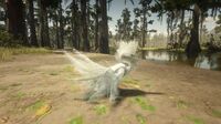 Egret innevato visto in Lagras