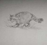 Arthur's drawing of a North American Raccoon