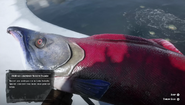 RDR2 - Legendary Sockeye Salmon 02