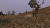 Rdr buck