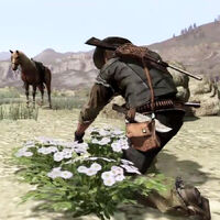 John picking Wild Feverfew in Red Dead Redemption