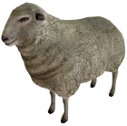 White Sheep Render