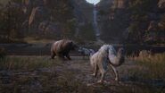 RDR 2 Bear.jpg (248 КБ) Гризли дерется с волками