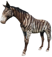 Muł pomalowany jak zebra z misji "Oczywiście, że jest Brytyjczykiem"
