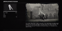 American White Pelican profile