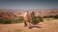 Cougar in Rio Bravo, New Austin