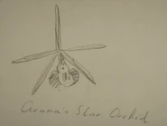Johns drawing of a acuna star orchid.png (226 KB) John's drawing of an Acuna Star Orchid
