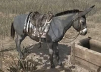 An El Señor in mount selection.