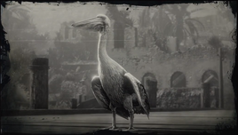 PelicanRDR2
