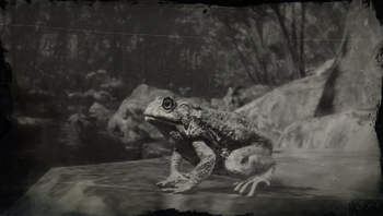 ToadRDR2