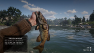 RDR2 - Smallmouth Bass