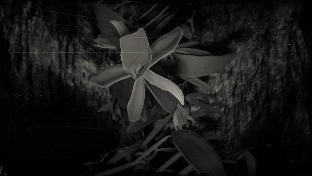 image of Vanilla Flower | Red Dead Wiki | Fandom