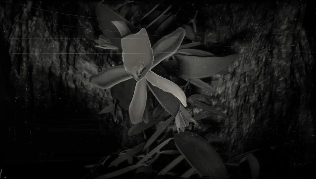 Vanilla Flower | Red Dead Wiki | Fandom Vanilla Flower | Red Dead Wiki | Fandom