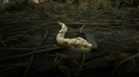 Sunglow Boa Snake in Guarma