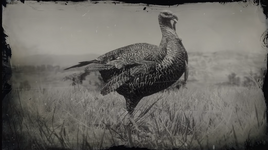 TurkeyRDR2