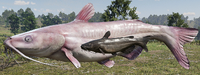 Comparison of the Legendary Channel Catfish's size to an ordinary large Channel Catfish.