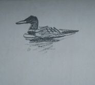 Arthur's drawing of a Yellow-Billed Loon