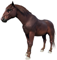 The Red Chestnut Suffolk Punch