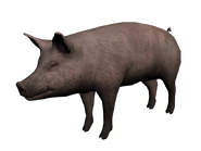 3D model of a pig.