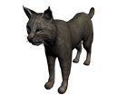 Lince2.png