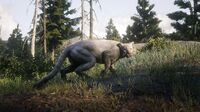 Cougar in Big Valley 2
