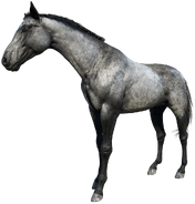 The Silver Turkoman, Hosea rode one of these named Silver Dollar