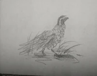 Quail | Red Dead Wiki | Fandom