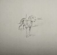 Arthur's drawing of a Catahoula Cur