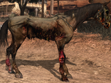 Undead Horse