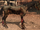 Undead Horse