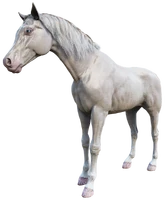 Dutch's Horse, The Count