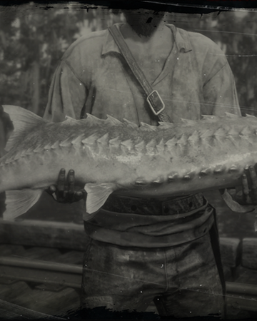 Lake Sturgeon Red Dead Wiki Fandom
