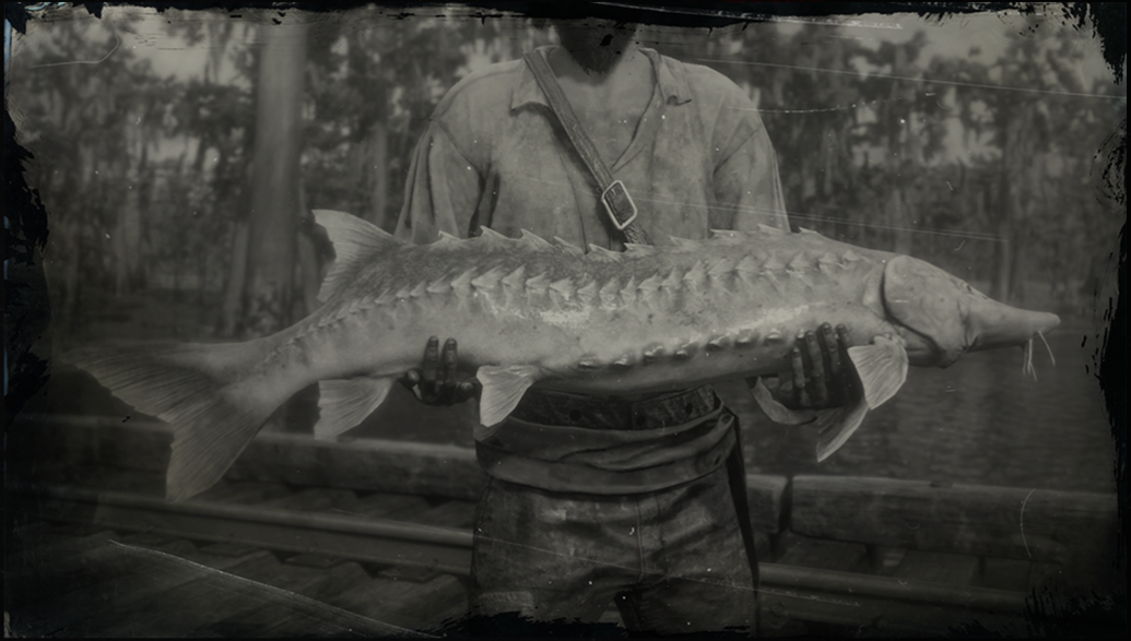 Lake Sturgeon, Red Dead Wiki