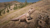 Desert Iguana off-bounds