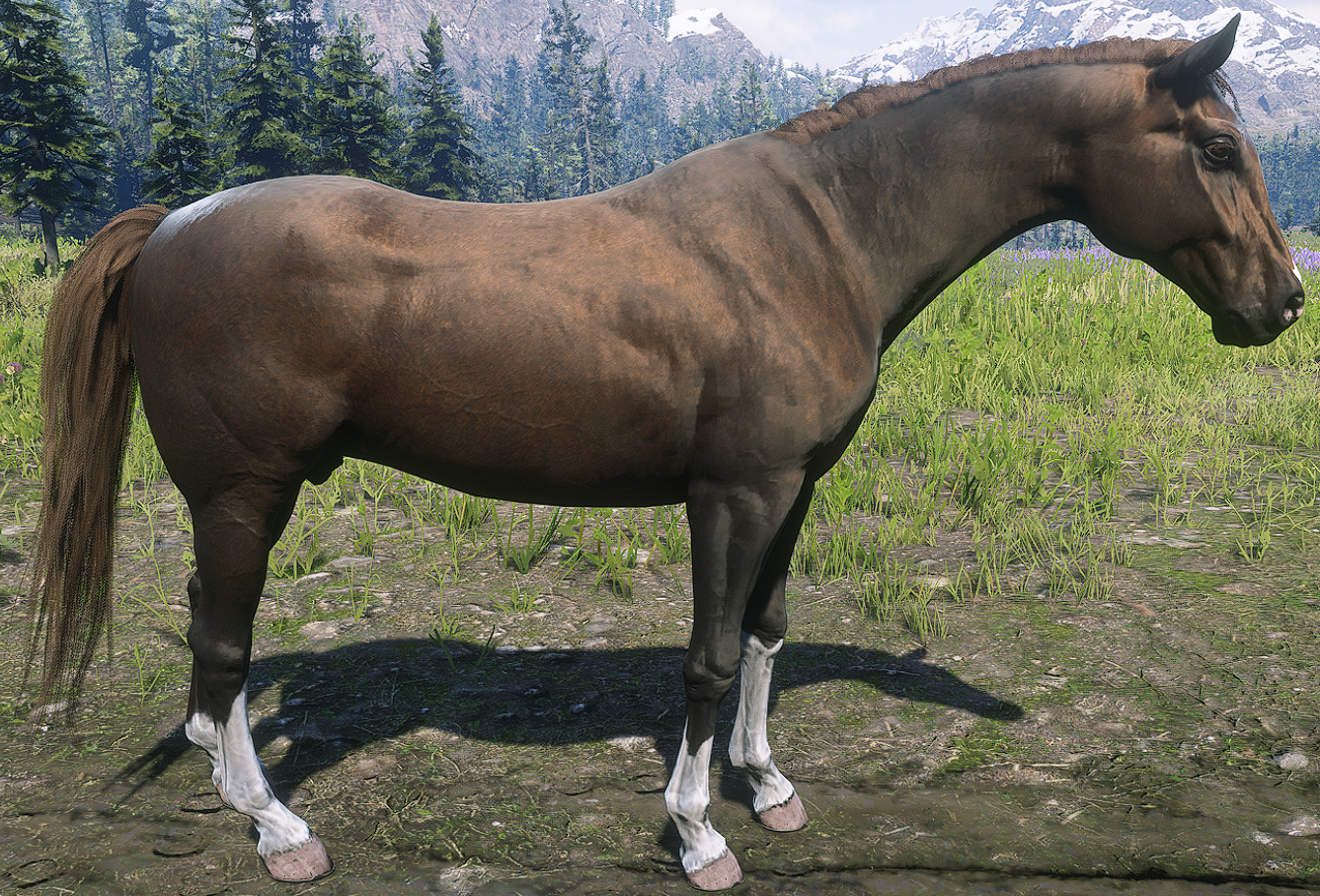 Appaloosa, Red Dead Wiki