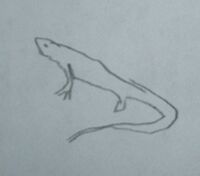 John's drawing of a Desert Iguana